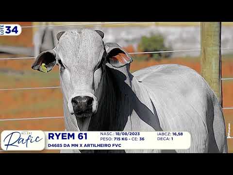 LOTE 34   RYEM 61