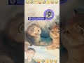 cat comedy show #funny