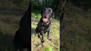 canicule #chien #chaleur #labrador #bisous #rire #toutou #humour #amour #love #fyp #lol #cute #goat