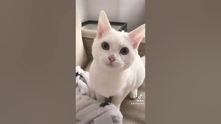 Video 1994571: cat kitten kitty funny, cat kitten kitty cute, cutest kitty cats, kitty white cat