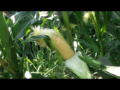 Video: Mısır Hasadı Bilgisi - Tatlı Mısır Ne Zaman ve Nasıl Toplanır