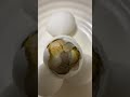 balot