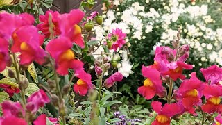 картинка: Сезон огорода можно считать закрытым 🌹✨