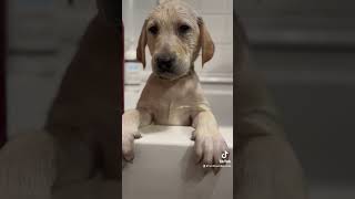 Puppy bath time!! #puppies #dog #puppy #labrador #labradorretriever #cute #puppyvideos #dogbreed