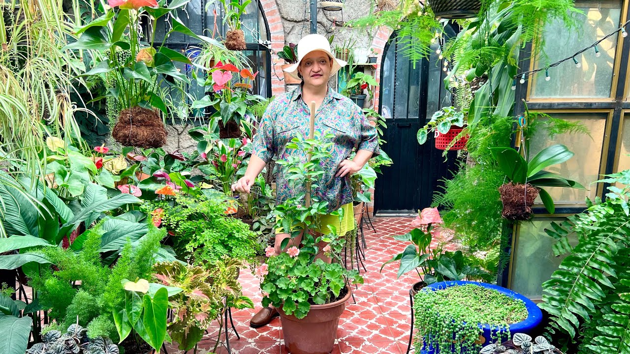 Árbol de LIMA en MACETA y GERANIOS🌳🍋🌼