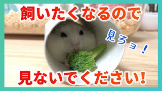 【ハムスター】神回!? 飼いたくなるので見ないでください！ かわいい ハムスター