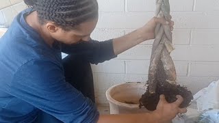 SAVE MONEY TREE ,(Pachira aquatica) (Guiana Chestnut), PLANT EMERGENCY possible rot, HOUSE PLANT 911 Wealth