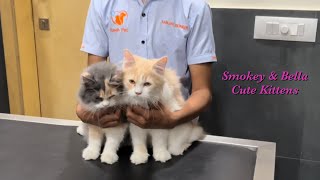 Smokey & Bella first time vet visit & spa day / Kittens first visit to vet & spa