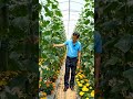 #CucumberFarming #NetFarming #Marigold #SmartFarming #FarmLife #OrganicFarming #AgriTech