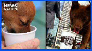 Petco is giving dogs free pumpkin spice treats for National Dog Month