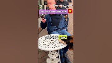 Chú chó thông minh đã xử lý người đàn ông xả rác bừa bãi.