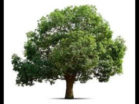 61 Mangos On One Tree, Amazing!