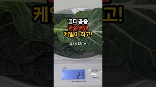 골다공증, 관절염엔 케일이 최고! 뼈건강에좋은음식 #골다공증 #관절염
