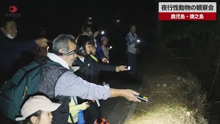 【速報】夜行性動物の観察会 鹿児島・徳之島