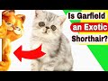 Is Garfield an Exotic Shorthair? Do Exotic Shorthair cats like to be held?