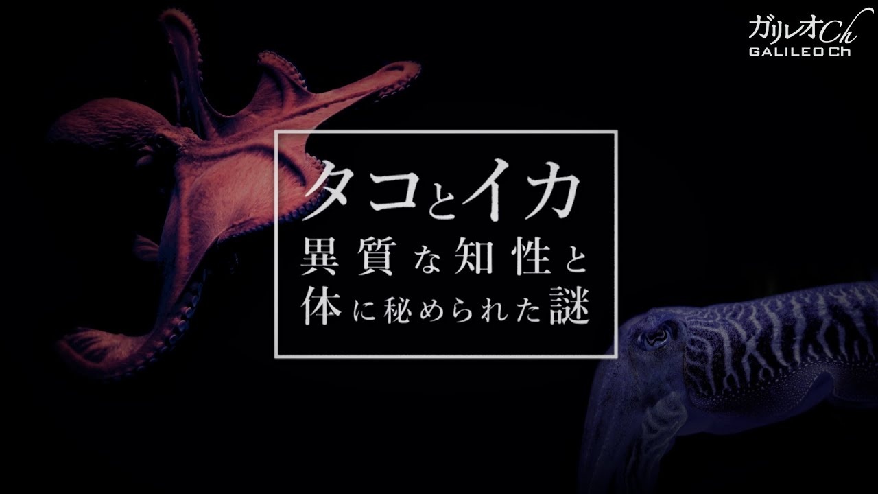 最新！恐ろしい事が起きています！数か月後その子はぶっ壊されていました・・神谷宗幣 魂の街頭演説！2023年3月5日　…他