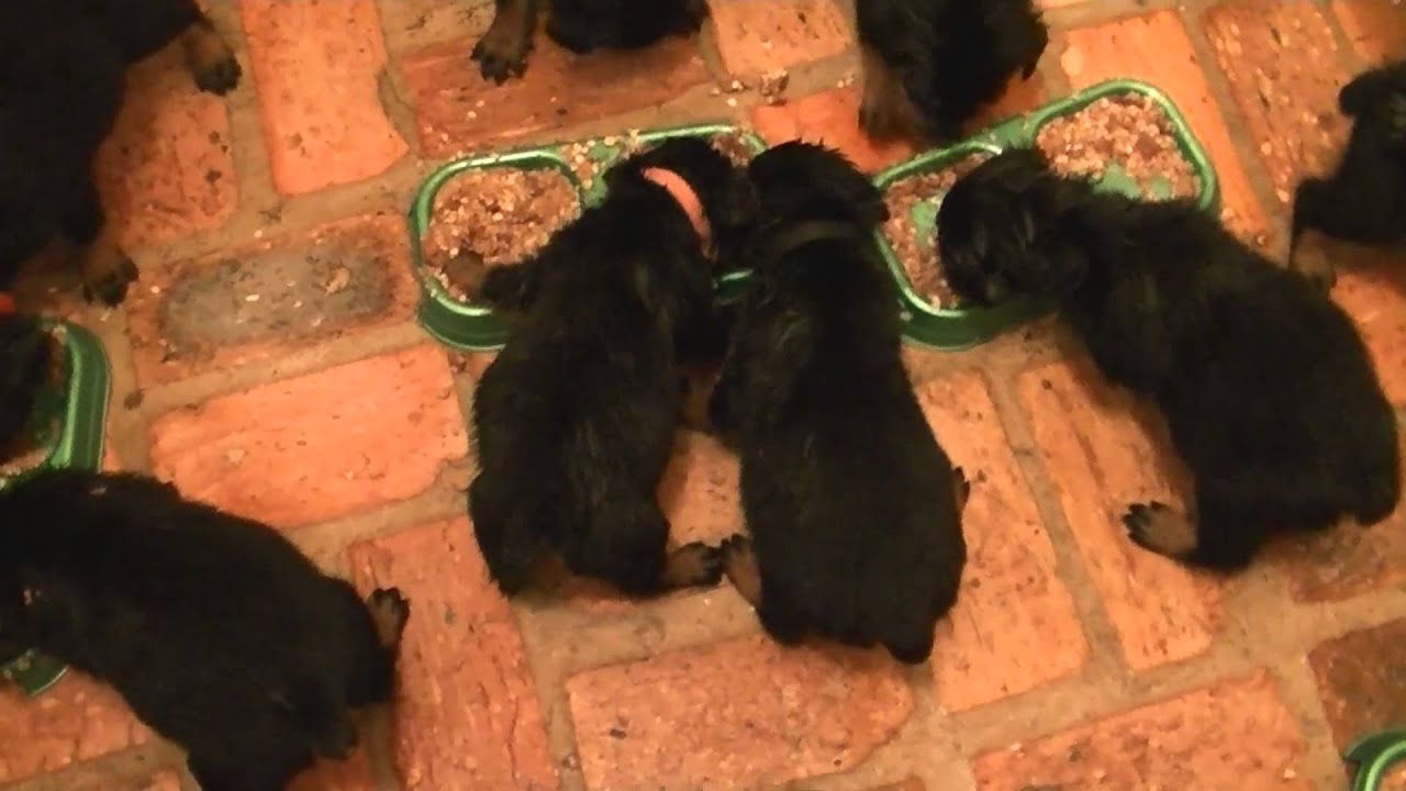 feeding 4 week puppies rottweiler puppies feeding 4 weeks feeding 4 week puppies rottweiler puppies feeding 4 weeks