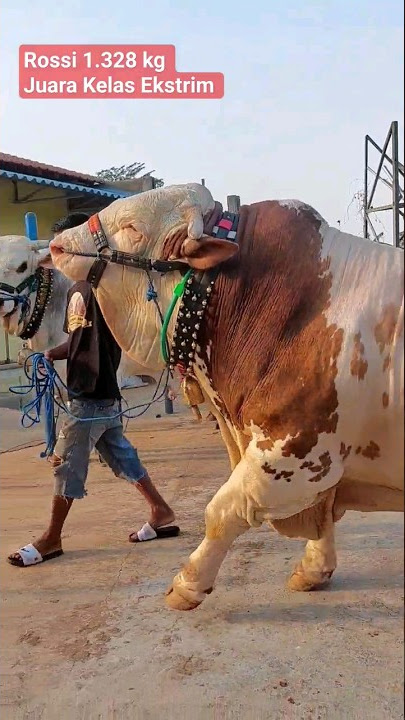 Indonesian Giant Cow Contest Champion 🔥🔥