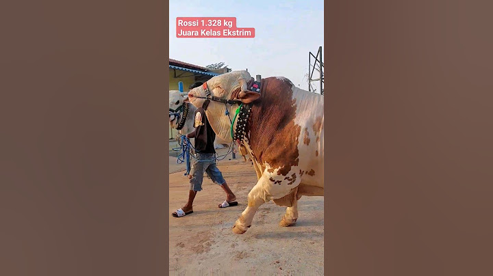 Juara Kontes Sapi Raksasa Indonesia 🔥🔥