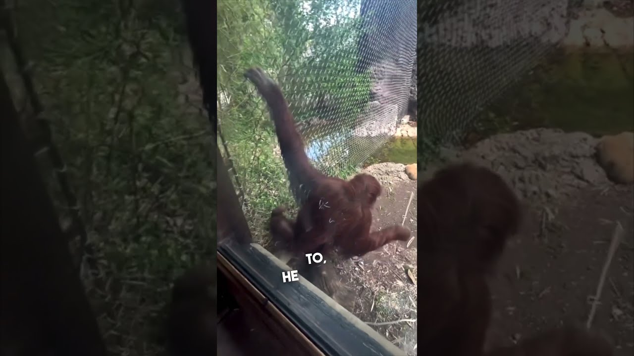 The Smartest Orangutan Ever 