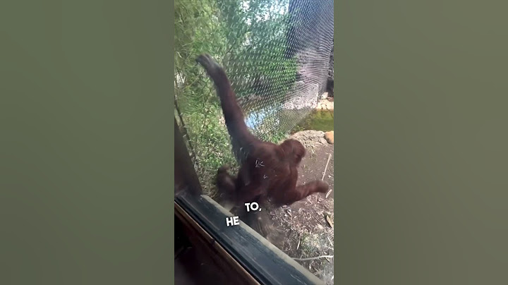 The smartest orangutan ever 👏