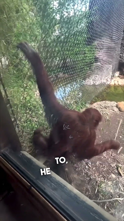 The smartest orangutan ever 👏