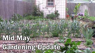 Mid May Gardening Update - Rain Is Really Making Things Grow Fast