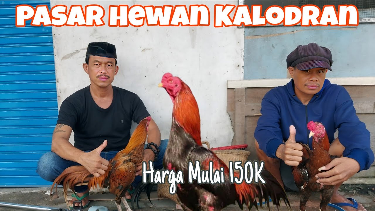 Mulai 150K! Update Terbaru Harga Ayam Bangkok (Klasik,Mangon & Pama) Ps Hewan Kalodran Kota Serang 