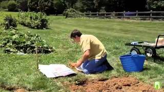 Organic gardening: How to grow an organic vegetable garden