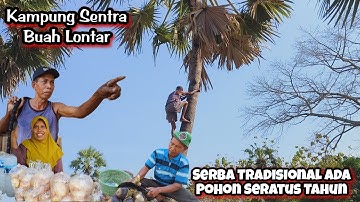 Liputan Khusus Kampung Buah Lontar "Legen Segar Langsung Dari Pohonnya" | Landoh Rembang