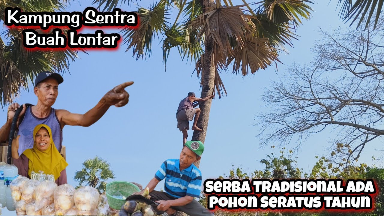 Liputan Khusus Kampung Buah Lontar 