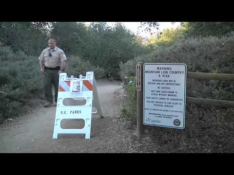 Mountain Lion Caught On Tape Whiting Ranch Closed Youtube
