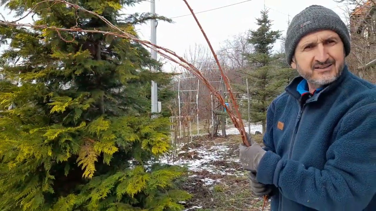 Minikiwi   taiere si pregatire pentru primavara