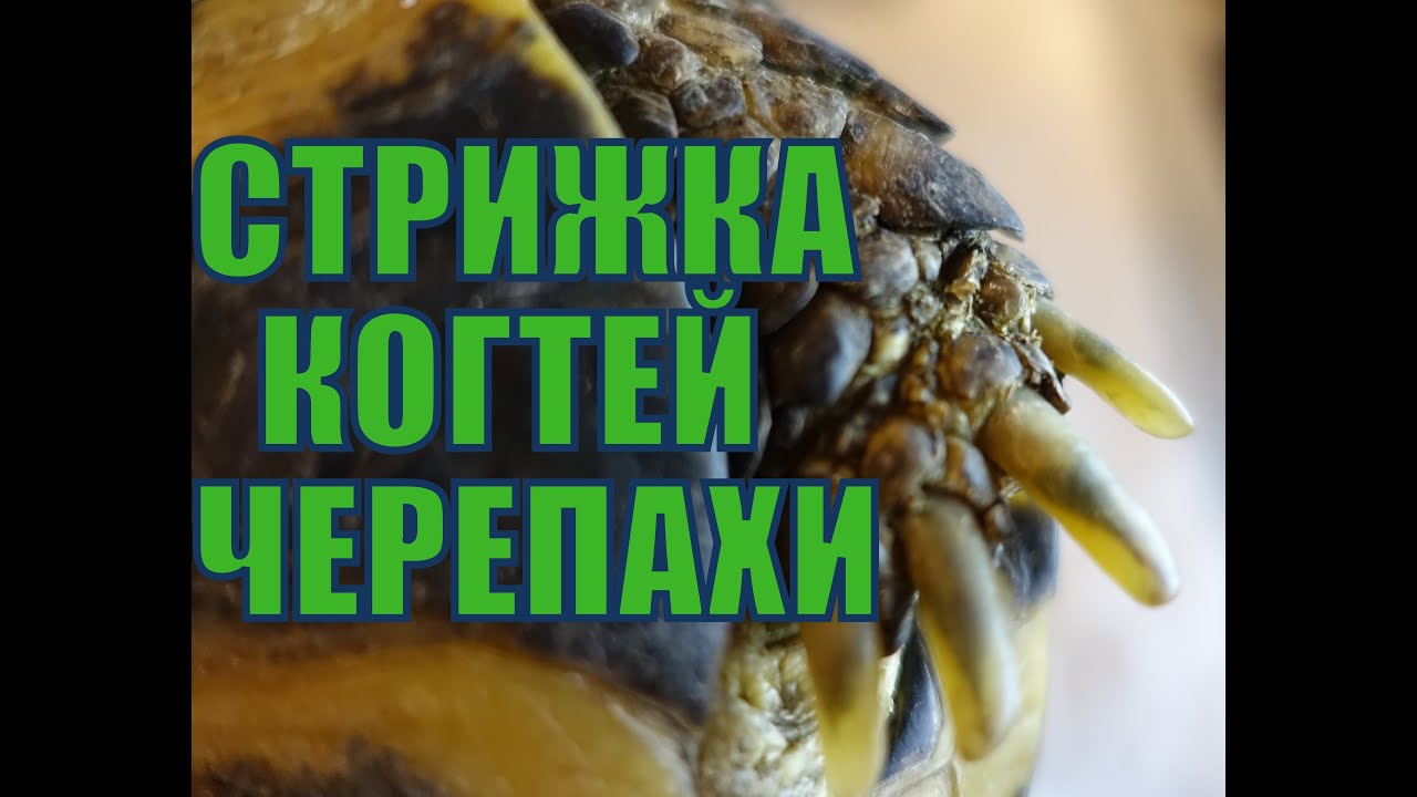 Коррекция когтей среднеазиатской черепахи. Стрижка когтей