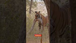 Tiger Eating Python animals bigcats wildlife lion nature tiger