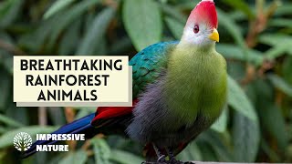 These Rainforest Animals Are Breathtaking!