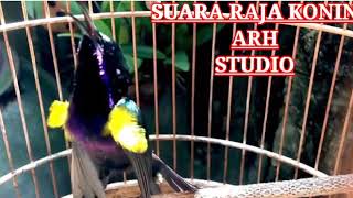 Suara PIKAT dan MASTERAN  KING KONIN