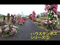 ハウステンボスシリーズ❸【VR180】　Roses at Huis Ten Bosch in Japan, shot with 3DVR.   Long time version