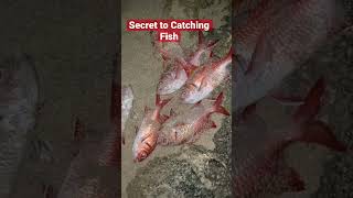 Uncovering Hawaii's Hidden Fishing Secrets!