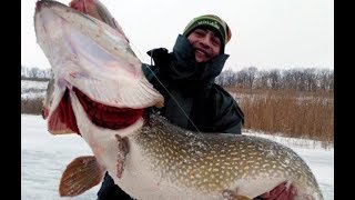 Огромная щука на зимней рыбалке  Видео подборка ловли крупной щуки Pike fishing. Winter fishing