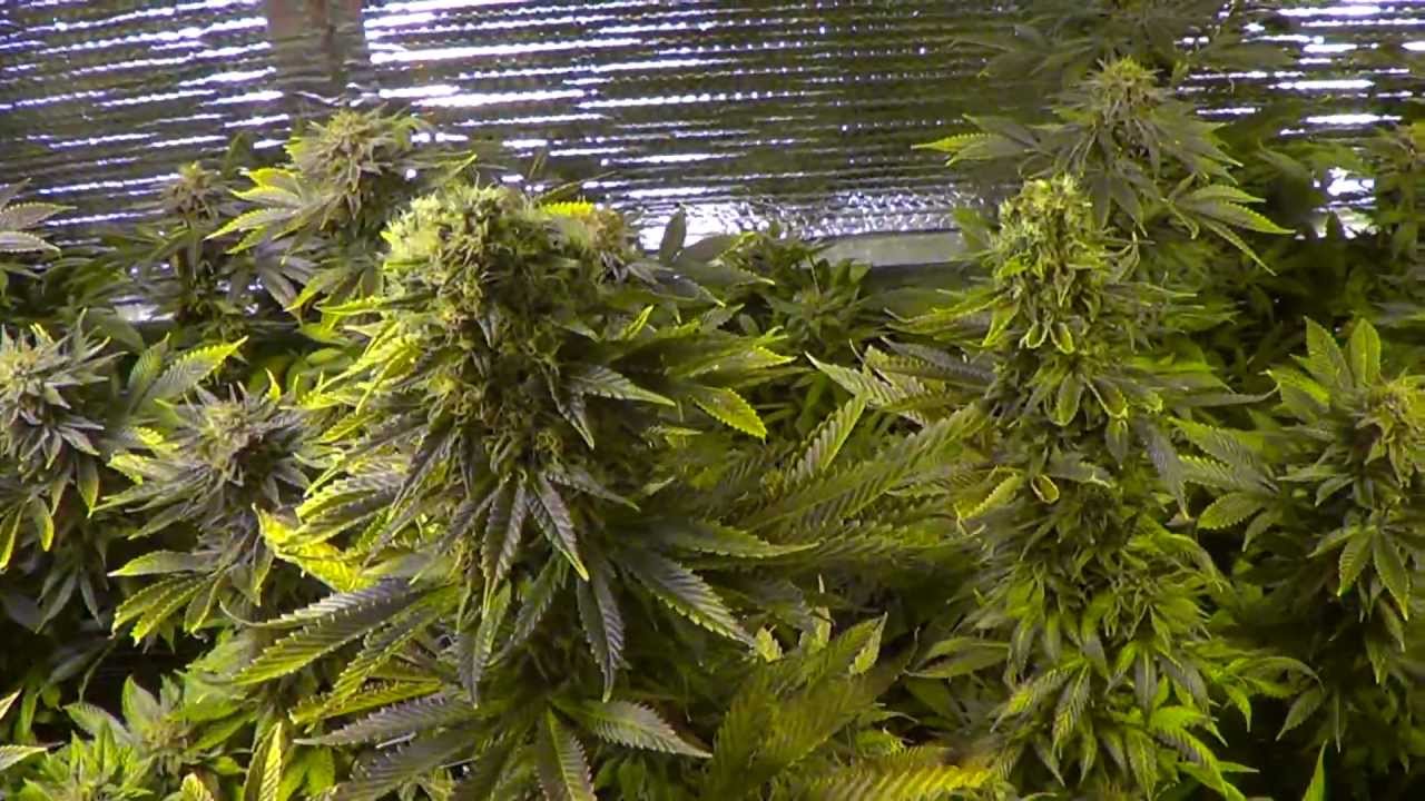 Day 49 flower update, 4000w medical cannabis garden - Purple Diesel, White Russian & more