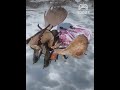 Gentleman Skins a Massive Moose with Precision | RDR2 Wilderness Mastery