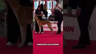 тазы покорили Европу  #kazakhstan #новости