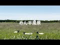 めん羊風景【北海道 焼尻島 羽幌町】