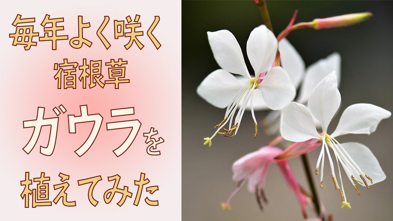 毎年よく咲く宿根草 ガウラを植えてみた Youtube 毎年よく咲く宿根草 ガウラを植えてみた Youtube