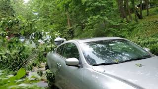 Does Ivy Hurt a Tree?