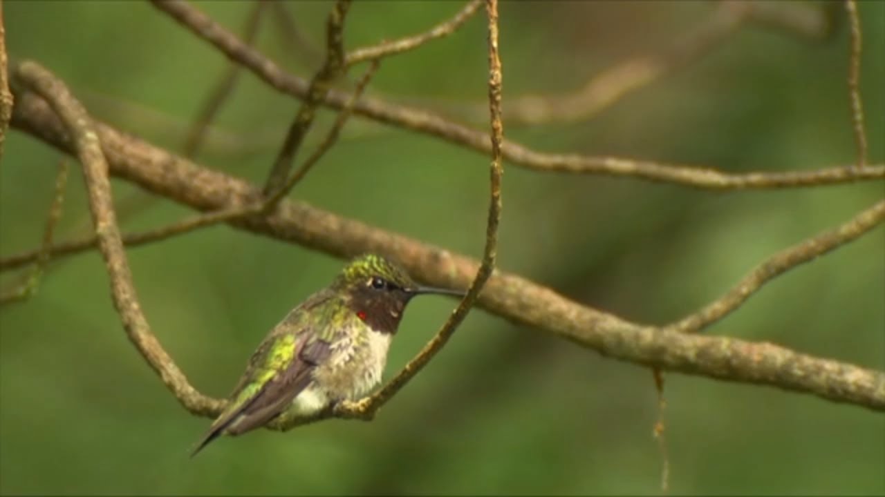 Bird Songs | Birds Singing in the Forest - Nature Relaxation Video ...