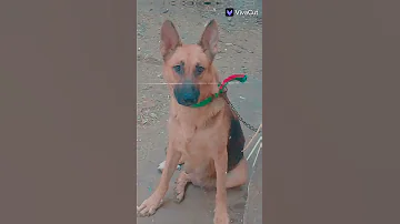 عقباوي دمي حامي 