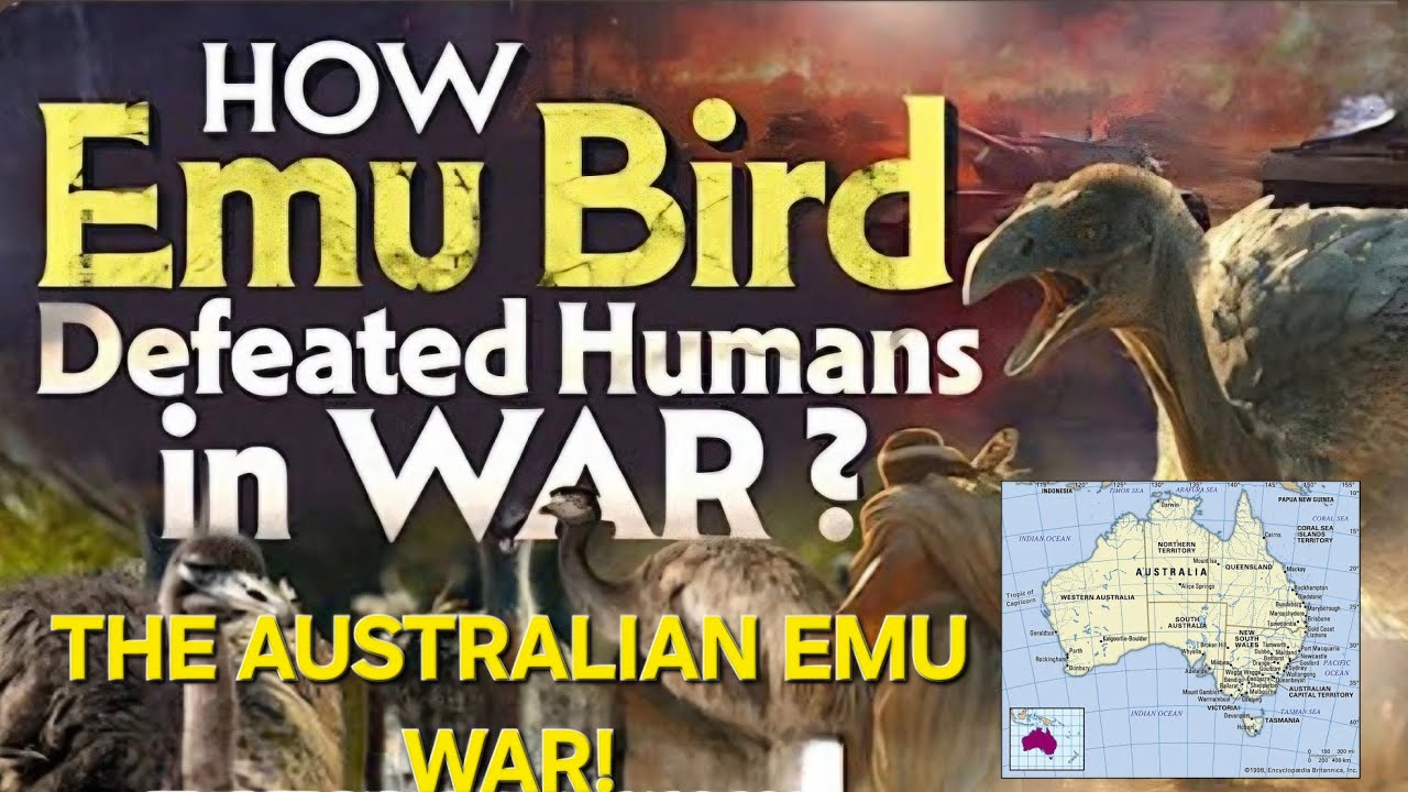 The Great Emu War | How Australia Lost a War Against Birds - YouTube