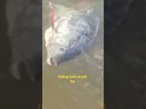 giăng lưới cá
